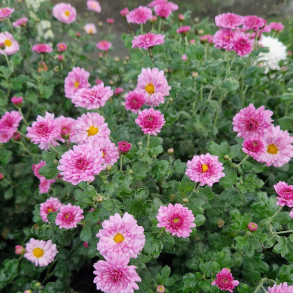 Chrysanthemum Rotes Julchen - Vinterasters