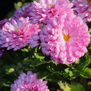 Chrysanthemum Rotes Julchen - Vinterasters