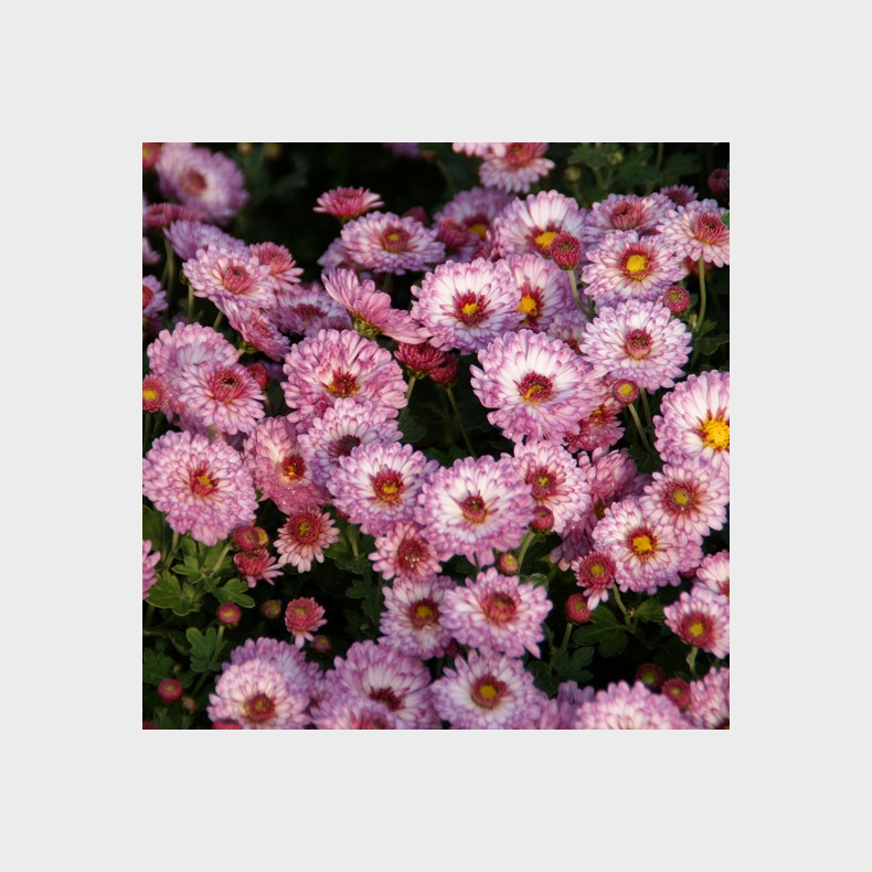 Chrysanthemum Rotes Julchen - Vinterasters