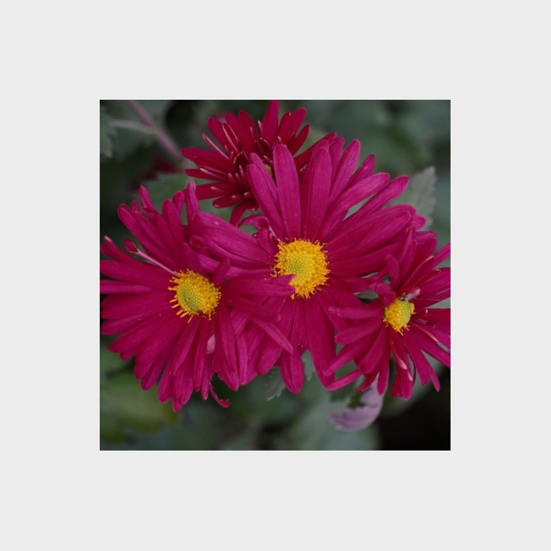 Chrysanthemum Rotwein - Vinterasters