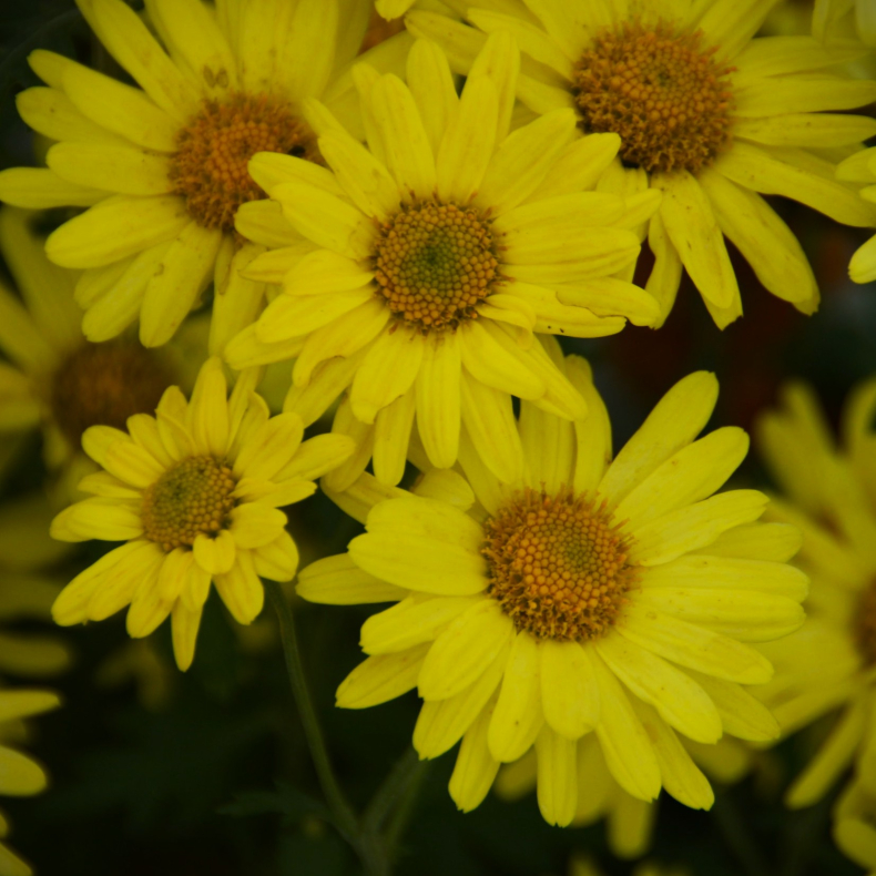 Chrysanthemum Ruth Treff - Vinterasters