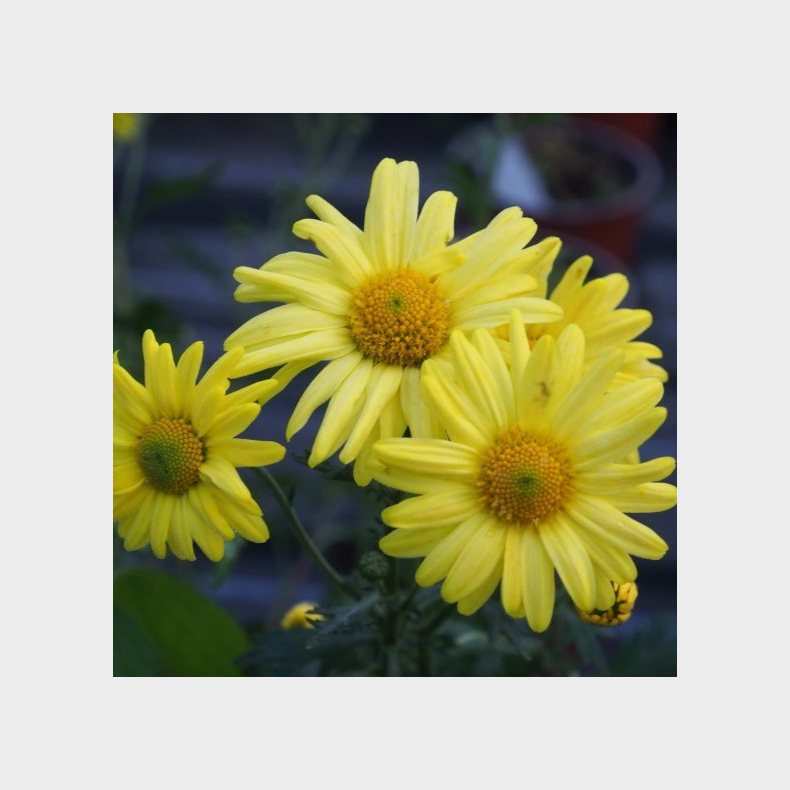 Chrysanthemum Ruth Treff - Vinterasters