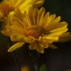Chrysanthemum Schaffhausen - Vinterasters