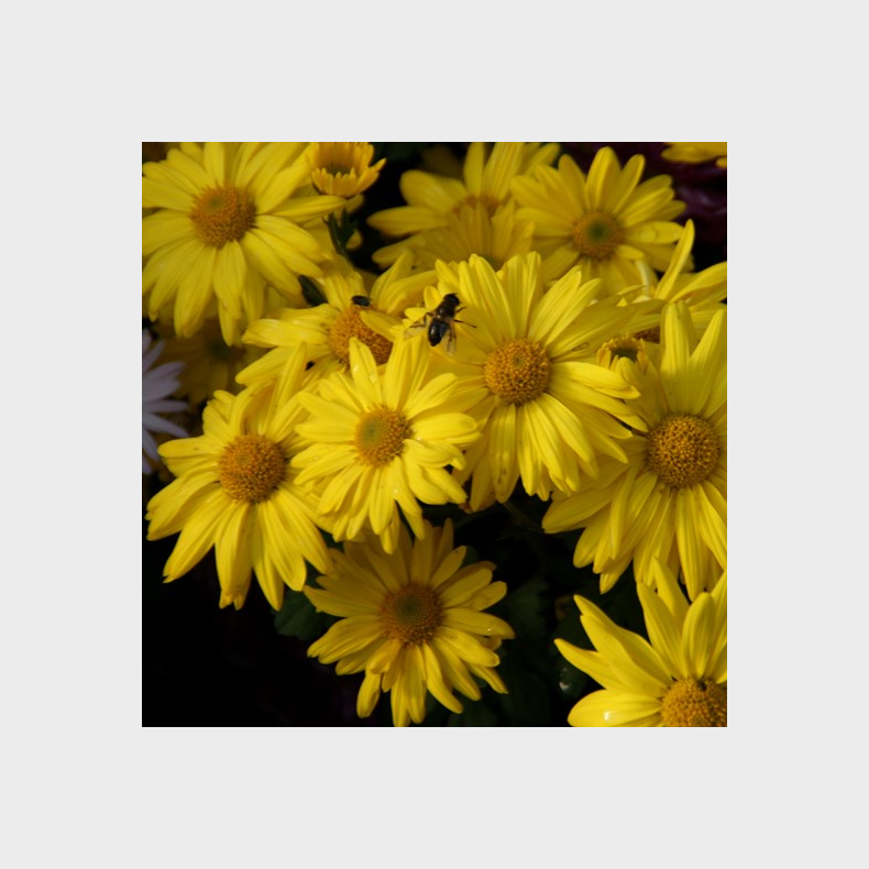 Chrysanthemum Schaffhausen - Vinterasters