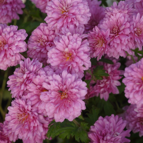 Chrysanthemum Schweizerland - Vinterasters