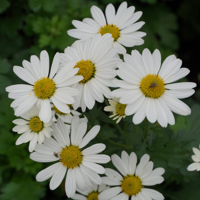 Chrysanthemum Shakira - Vinterasters