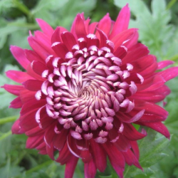 Chrysanthemum Speer - Vinterasters