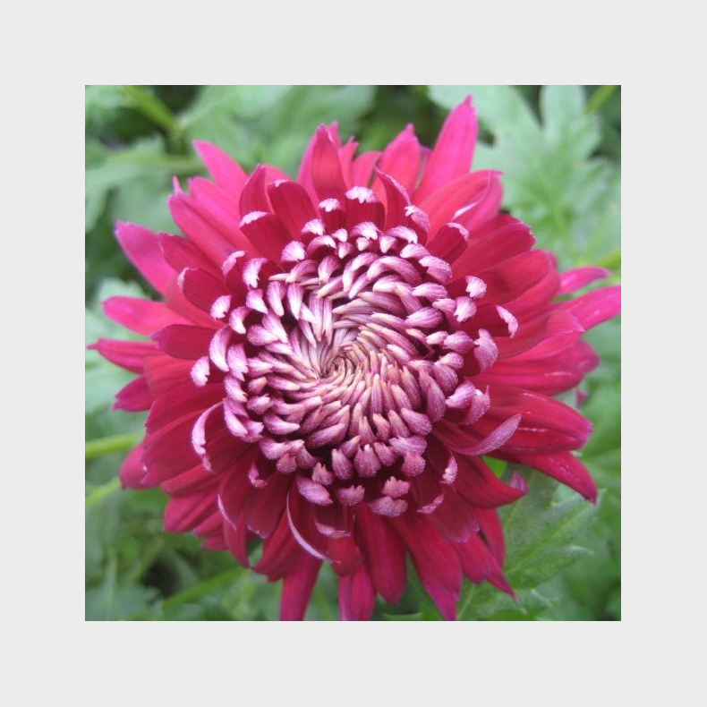 Chrysanthemum Speer - Vinterasters