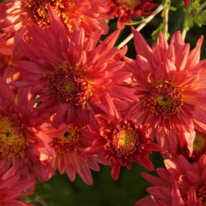 Chrysanthemum Ute - Vinterasters
