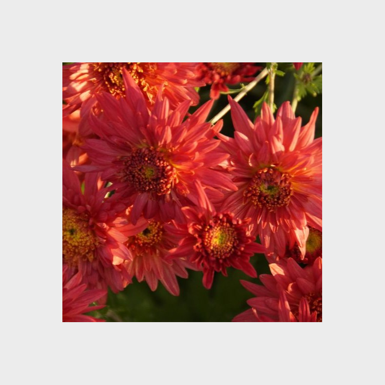 Chrysanthemum Ute - Vinterasters