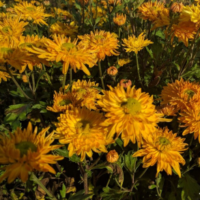 Chrysanthemum Vens Wild Orange - Vinterasters