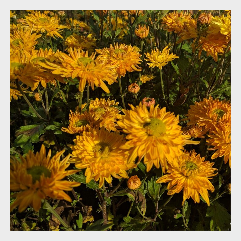 Chrysanthemum Vens Wild Orange - Vinterasters