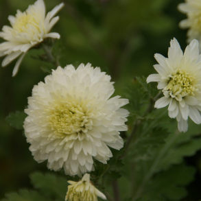 Chrysanthemum Weisse Nebelrose - Vinterasters