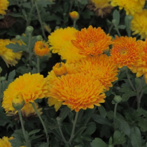 Chrysanthemum Weiterstadt - Vinterasters