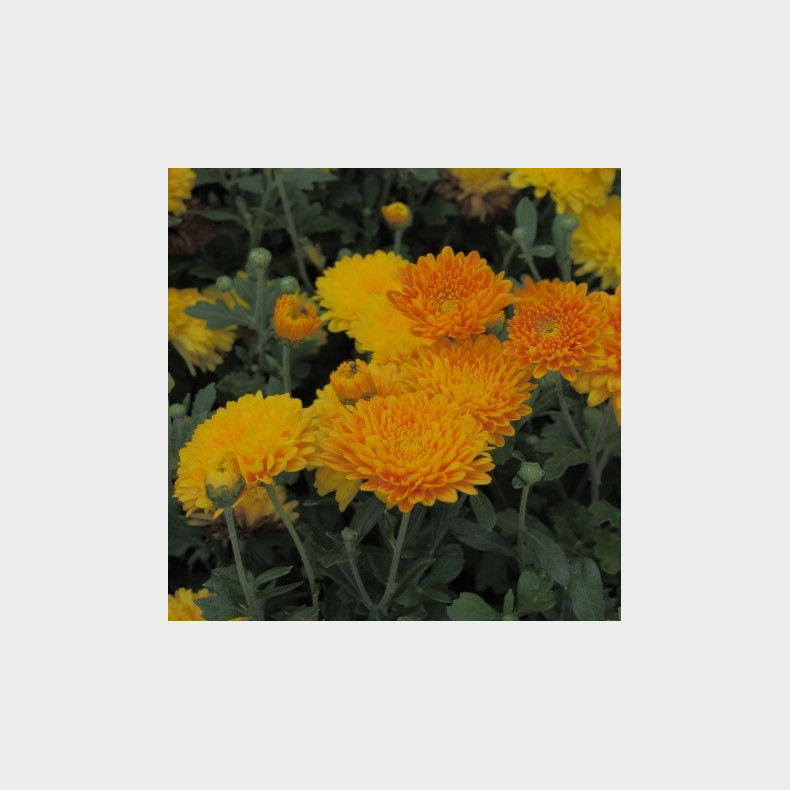 Chrysanthemum Weiterstadt - Vinterasters