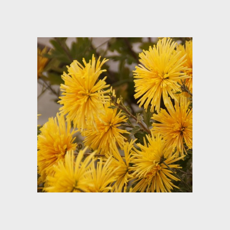Chrysanthemum Yellow Satellit - Vinterasters