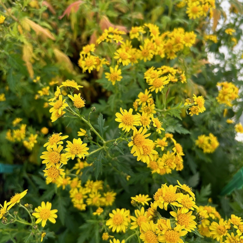 Chrysanthemum nankingense - Vinterasters