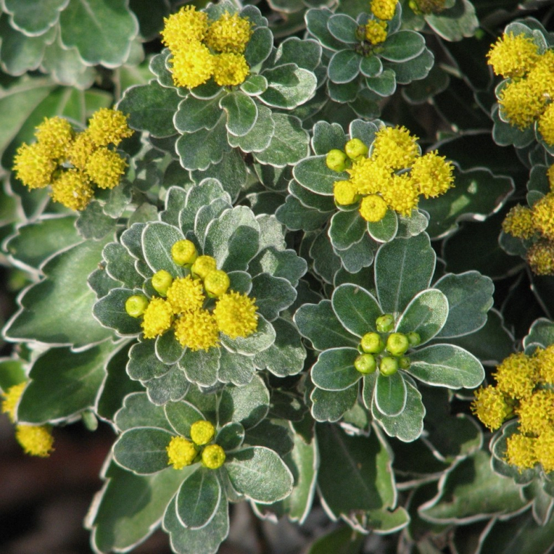 Chrysanthemum Ajania pacificum - Vinterasters