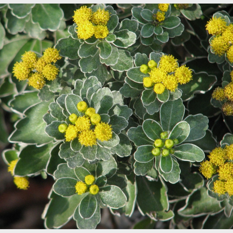 Chrysanthemum Ajania pacificum - Vinterasters