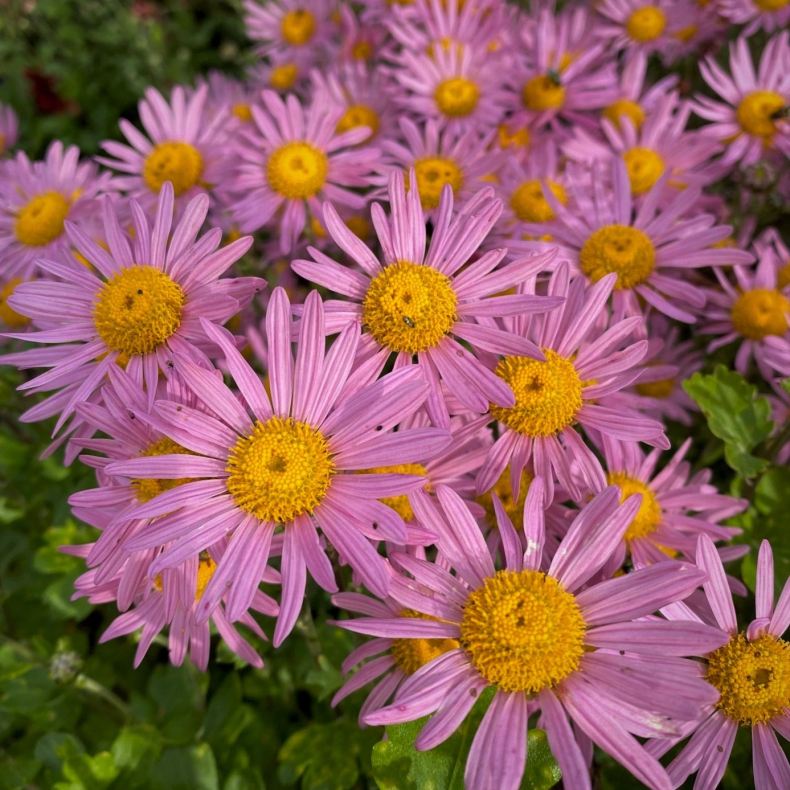 Chrysanthemum rubellum Clara Curtis - Vinterasters