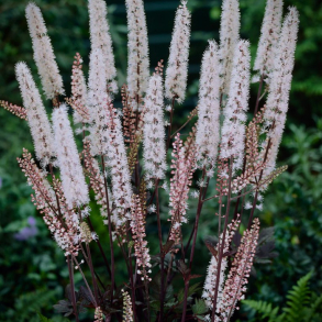 Cimicifuga simplex Brunette - S�lvlys