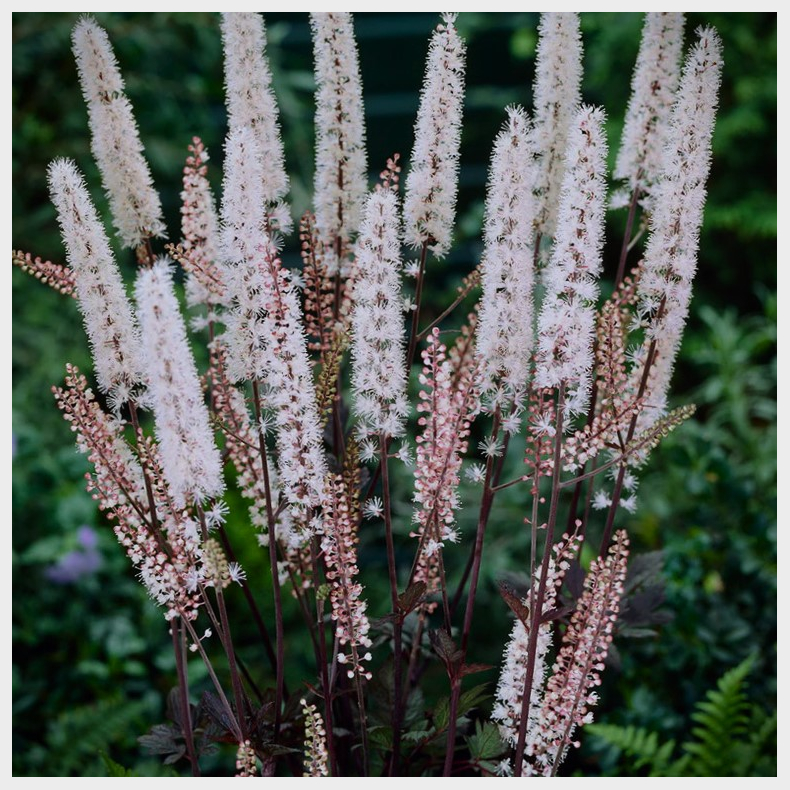 Cimicifuga simplex Brunette - Slvlys
