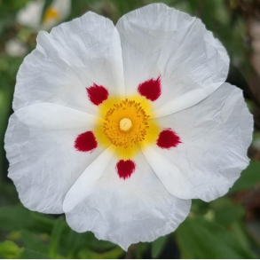 Cistus ladanifer - Sol�je, gummib�rende - Vinterly kr�ves
