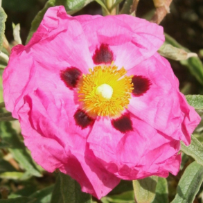 Cistus x purpureus Betty Taudevin - Sol�je vinterly kr�ves
