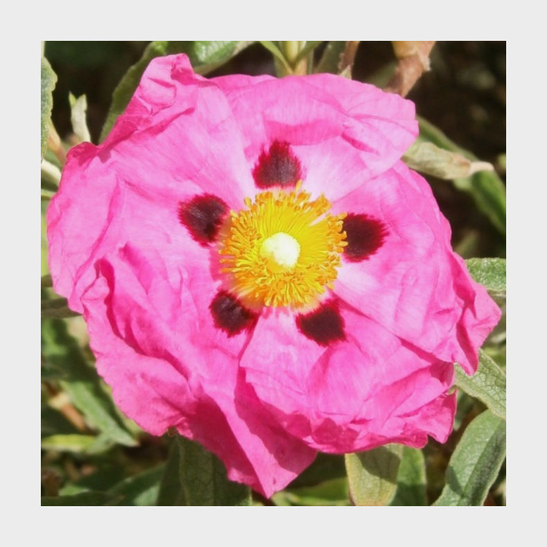 Cistus x purpureus Betty Taudevin - Sol�je vinterly kr�ves