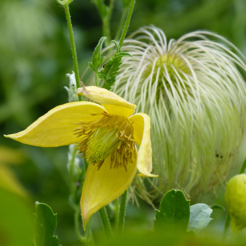 Clematis orientalis - sterlandsk Skovranke 