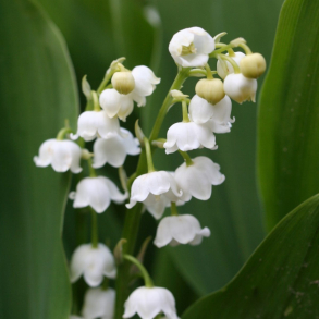 Convallaria majalis Bridal Choice - Liljekonval