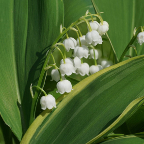 Convallaria majalis Hofheim - Liljekonval 