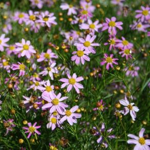 Coreopsis rosea American Dream - Sk�nheds�je