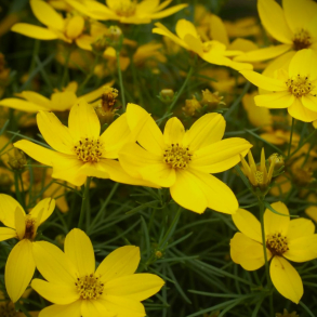 Coreopsis verticilata - Sk�nheds�je 