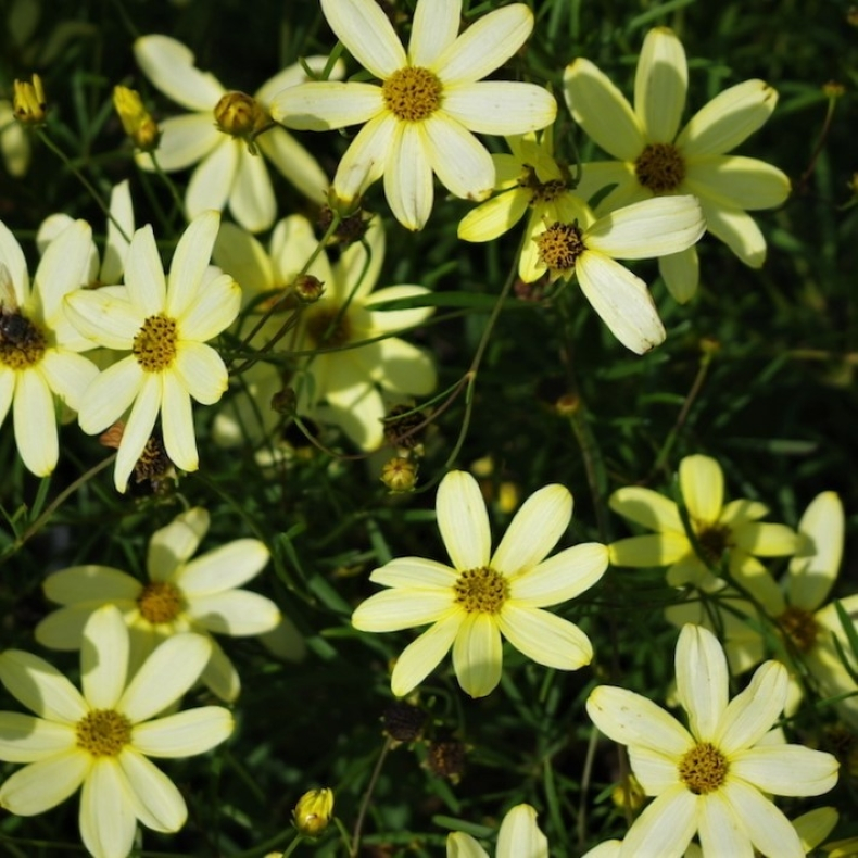 Coreopsis verticillata Moonbeam - Sknhedsje