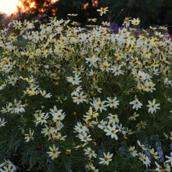 Coreopsis verticillata Moonbeam - Sk�nheds�je 