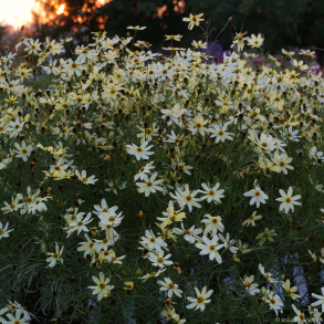 Coreopsis verticillata Moonbeam - Sk�nheds�je 
