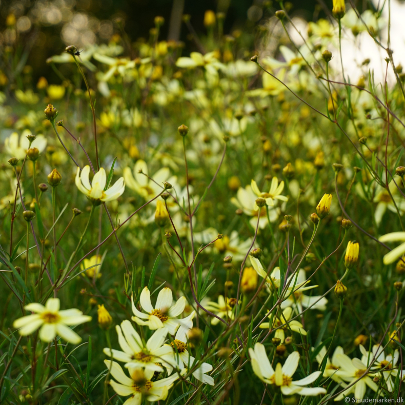 Coreopsis verticillata Moonbeam - Sk�nheds�je 