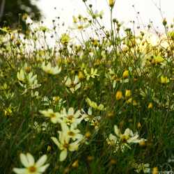 Coreopsis verticillata Moonbeam - Sk�nheds�je 