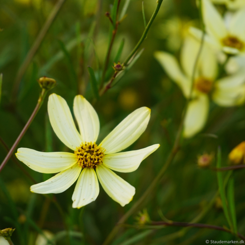 Coreopsis verticillata Moonbeam - Sk�nheds�je 
