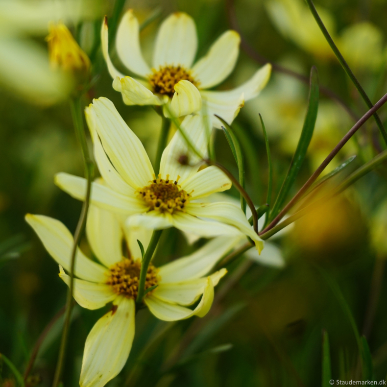 Coreopsis verticillata Moonbeam - Sk�nheds�je 