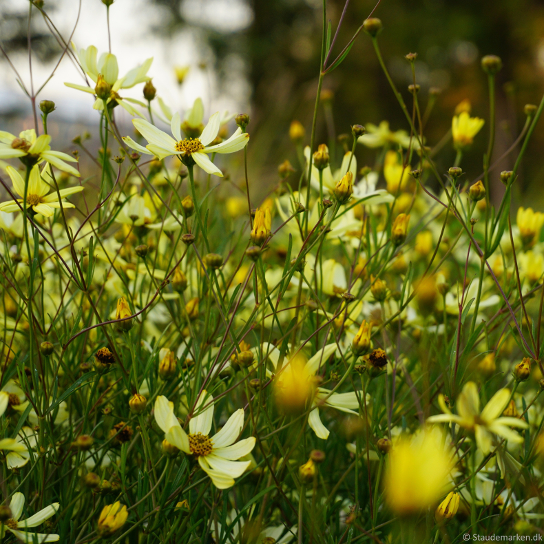 Coreopsis verticillata Moonbeam - Sk�nheds�je 