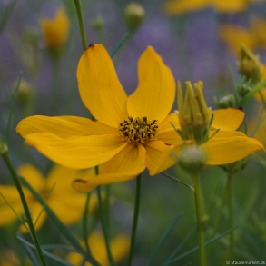 Coreopsis verticillata - Sk�nheds�je 
