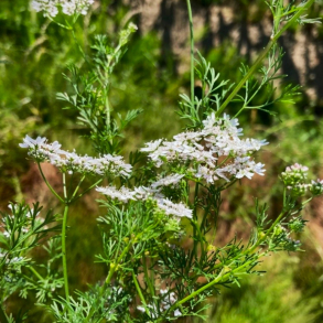 Coriandrum sativum - Koriander 1 �rig krydderurt