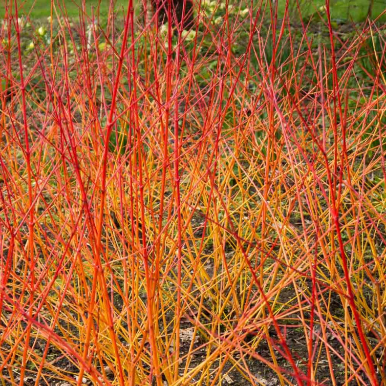 Cornus sanguinea Magic Flame 