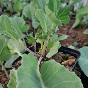 Crambe maritima Blue Caramba - Strandk�l 1L