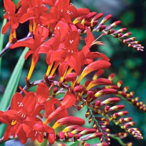 Crocosmia Lucifer - Montbretia&lrm; 