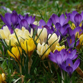 Crocus chrysanthus mixture - V�rkrokus 16 l�g str. 5/+ ikke i potte