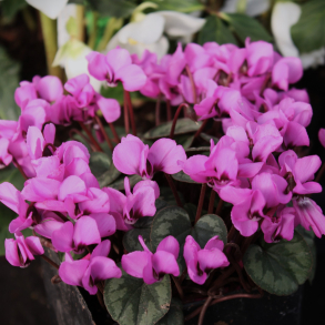 Cyclamen coum - Tidlig alpeviol