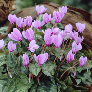 Cyclamen hederifolium - Alpeviol efter�rsblomstrende 3 l�g str. 20/25 ikke i potte